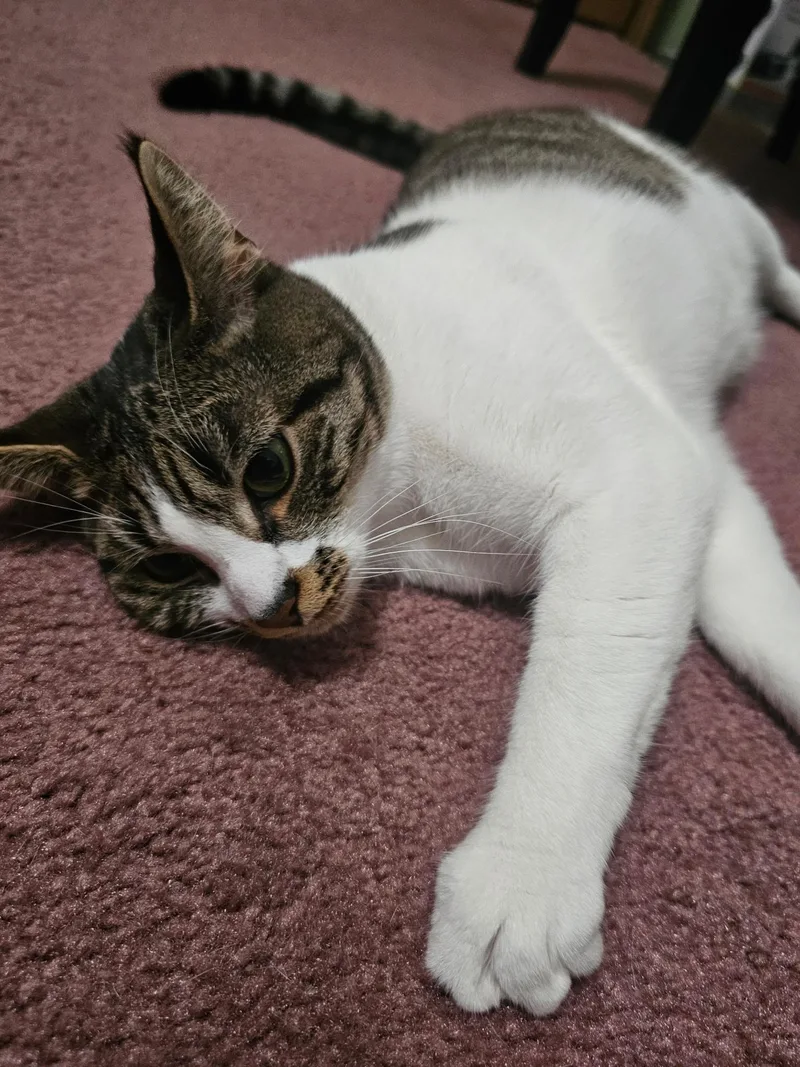 An adult medium-sized female Tabby (Brown / Chocolate) Domestic Short Hair cat named Mabel for adoption in Arlington, WA