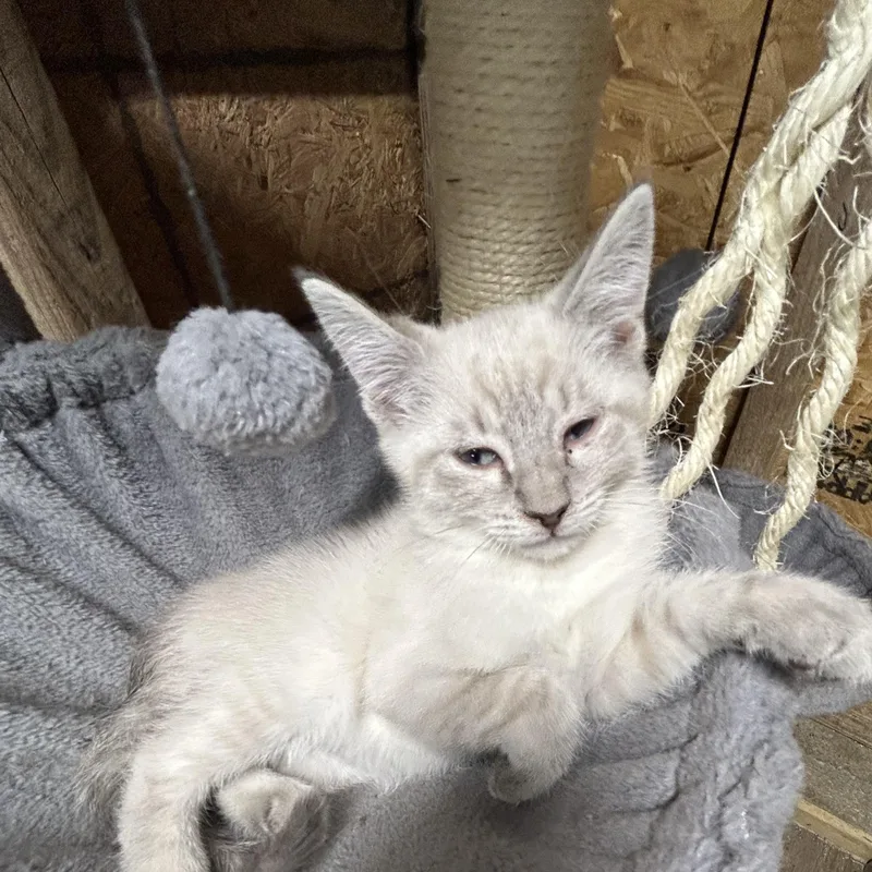 A baby medium-sized male Siamese cat named Indigo for adoption in Richmond, VA