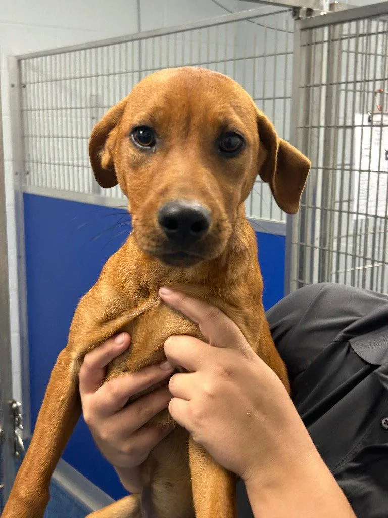 A baby medium-sized female Hound dog named Hilly for adoption in Tarboro, NC