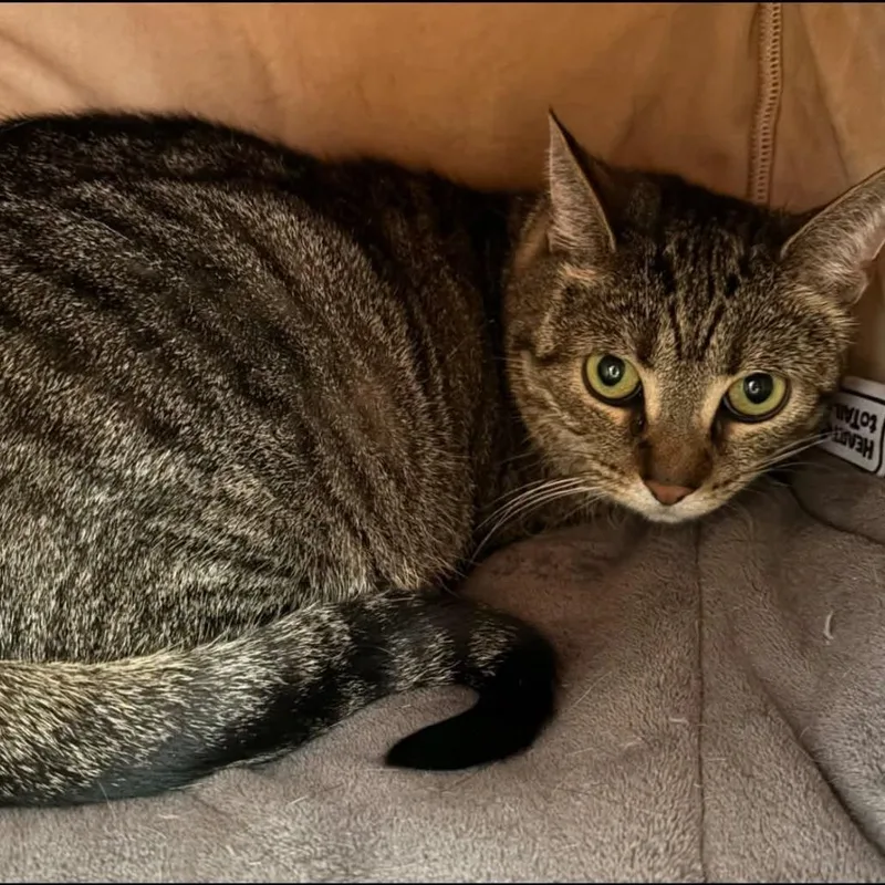 An adult large-sized female Brown / Chocolate Domestic Short Hair cat named Cleopatra for adoption in Hamburg, NY
