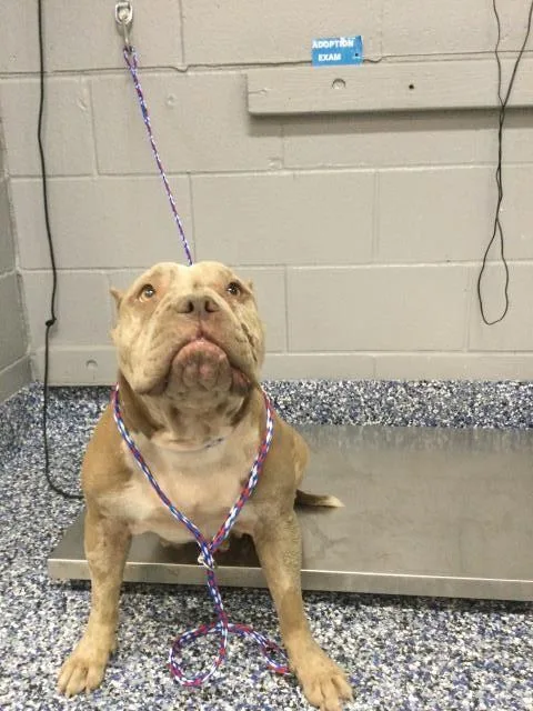 An adult medium-sized female Pit Bull Terrier dog named Storm for adoption in Thousand Palms, CA
