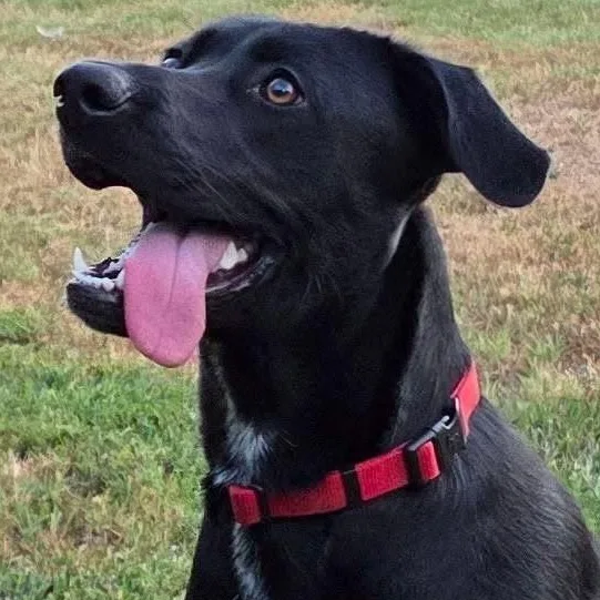 An adult medium-sized male Mixed Breed dog named Lucky for adoption in University Place, WA