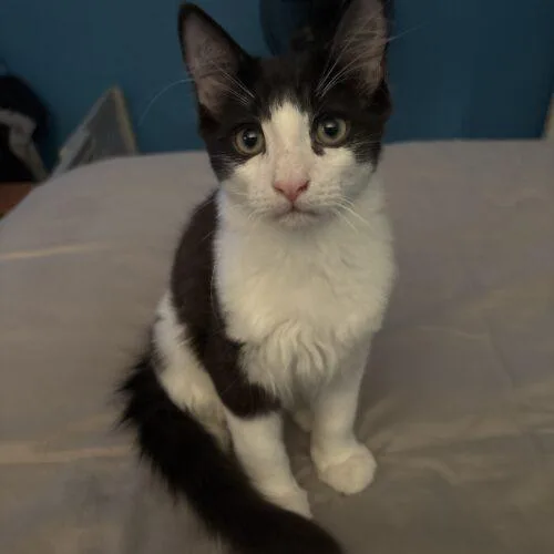 A baby small-sized male Domestic Medium Hair cat named Charlie the chair for adoption in Tampa, FL