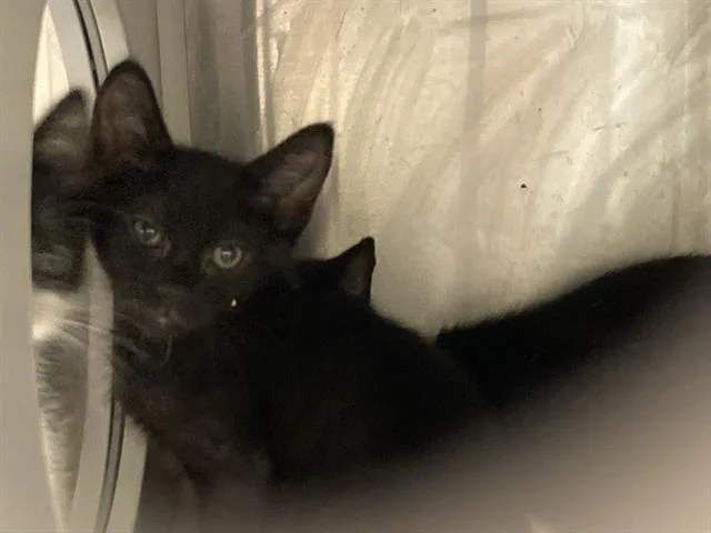 A baby small-sized male Domestic Short Hair cat named Jackson for adoption in Tustin, CA