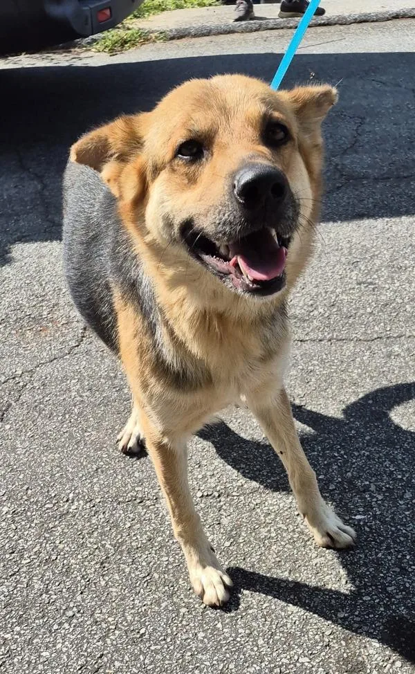 An adult medium-sized female German Shepherd Dog dog named Pen Vc Greta for adoption in Lawrenceville, GA