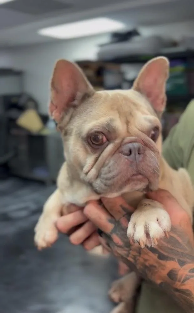 A senior small-sized female French Bulldog dog named Gum Drop for adoption in ventura, CA