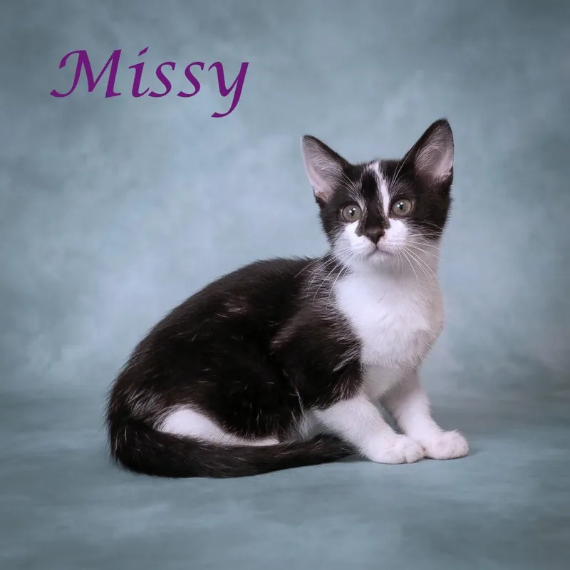 A baby small-sized female Black Domestic Short Hair cat named Missy C for adoption in Lebanon, TN