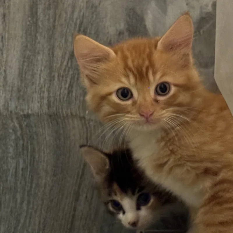 A young medium-sized male Orange & White Domestic Short Hair cat named Rocky for adoption in Blairsville, GA