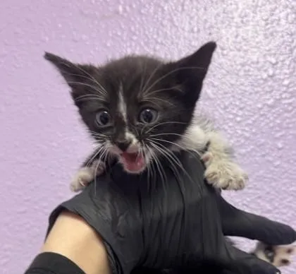 A baby small-sized female Black Domestic Short Hair cat named 60793051 for adoption in El Paso, TX
