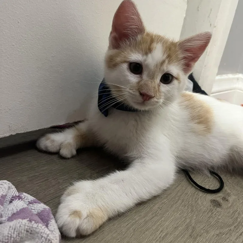 A baby small-sized male White Extra-Toes Cat / Hemingway Polydactyl cat named Poppy for adoption in Los Angeles, CA