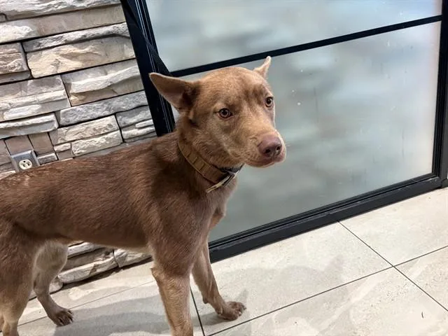 A young large-sized male Australian Kelpie dog named Reno for adoption in Garland, TX