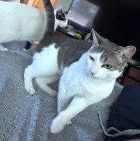 A young medium-sized female Gray & White Domestic Short Hair cat named Kiko for adoption in St. Cloud, FL