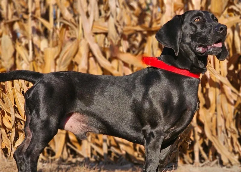 A young medium-sized male Corgi dog named Oscar for adoption in Huntington, IN