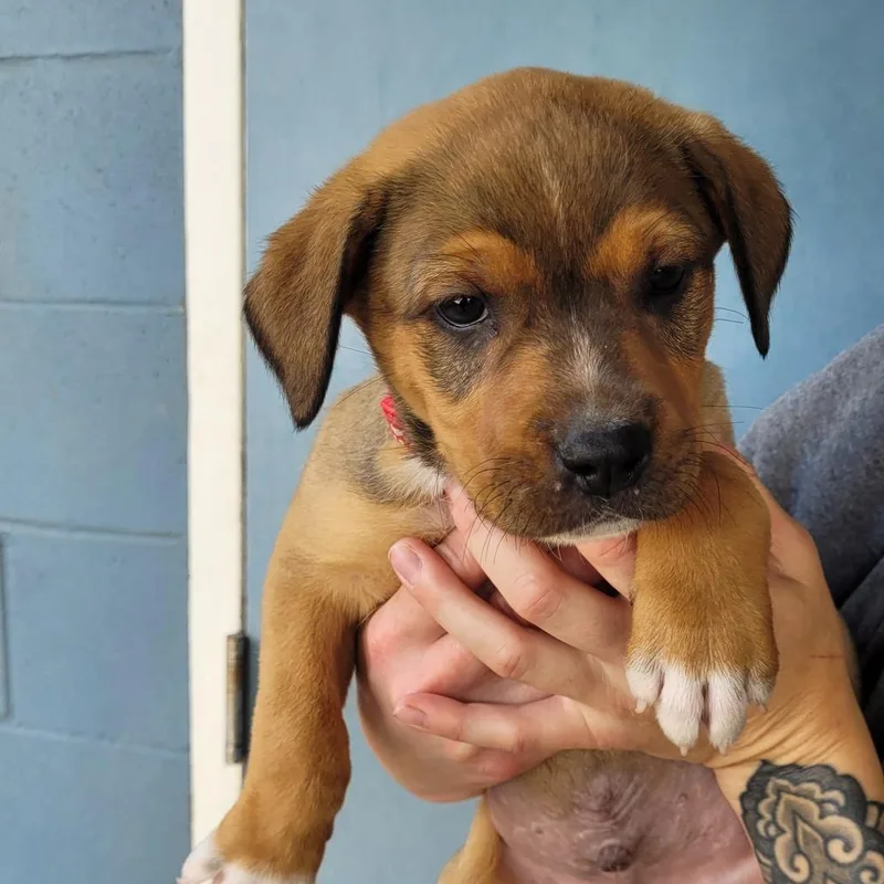 A baby small-sized male Pit Bull Terrier dog named Sampson for adoption in Allyn, WA