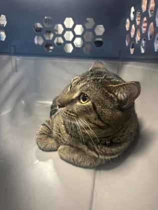 An adult medium-sized male Domestic Short Hair cat named Berrie for adoption in West Chester, PA