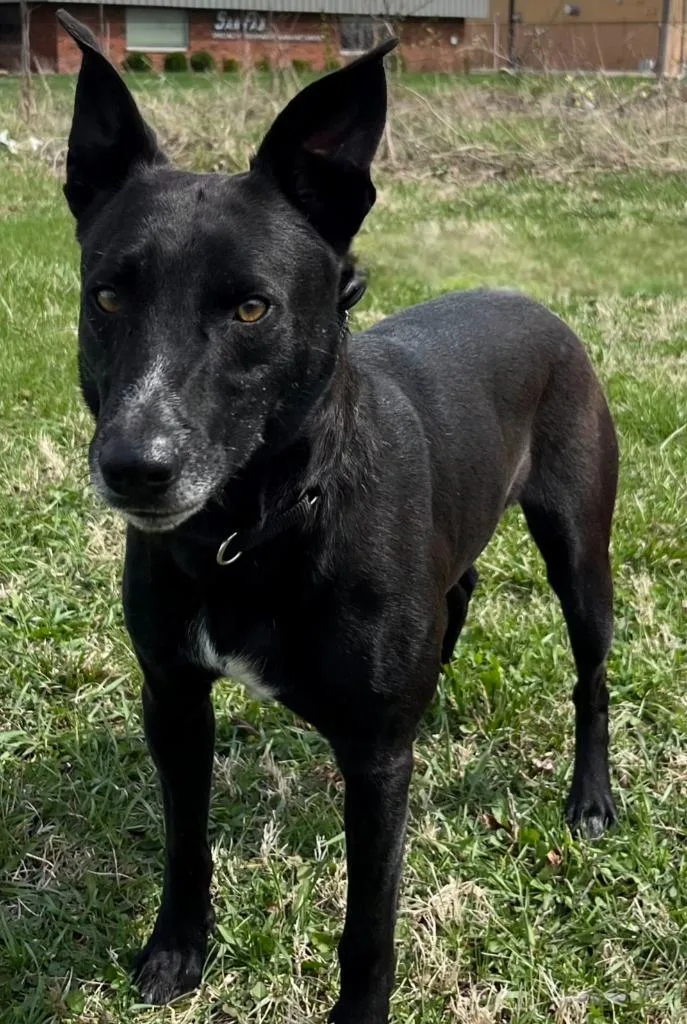 An adult medium-sized male Labrador Retriever dog named Jeremy for adoption in Sandusky, OH