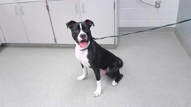 A young medium-sized male Boxer dog named Chuck for adoption in Omaha, NE