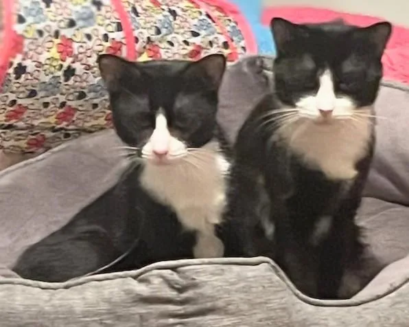 Blueberry And Grape thumbnail 2