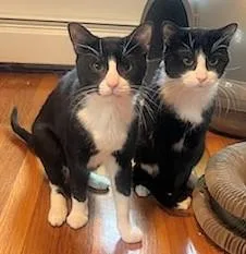 A young medium-sized male Black & White / Tuxedo Domestic Short Hair cat named Blueberry And Grape for adoption in Melrose, MA