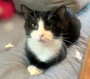 Blueberry And Grape thumbnail 4