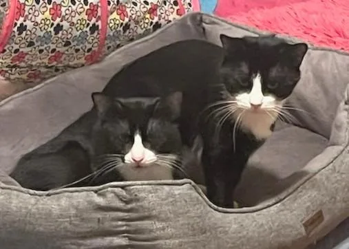 Blueberry And Grape thumbnail 5