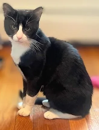 Blueberry And Grape thumbnail 6