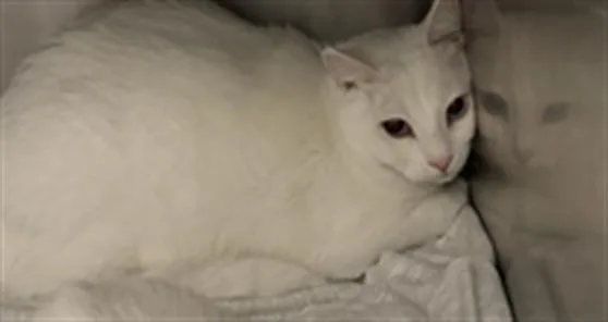 An adult large-sized male Domestic Short Hair cat named Howls Castle for adoption in Los Angeles, CA