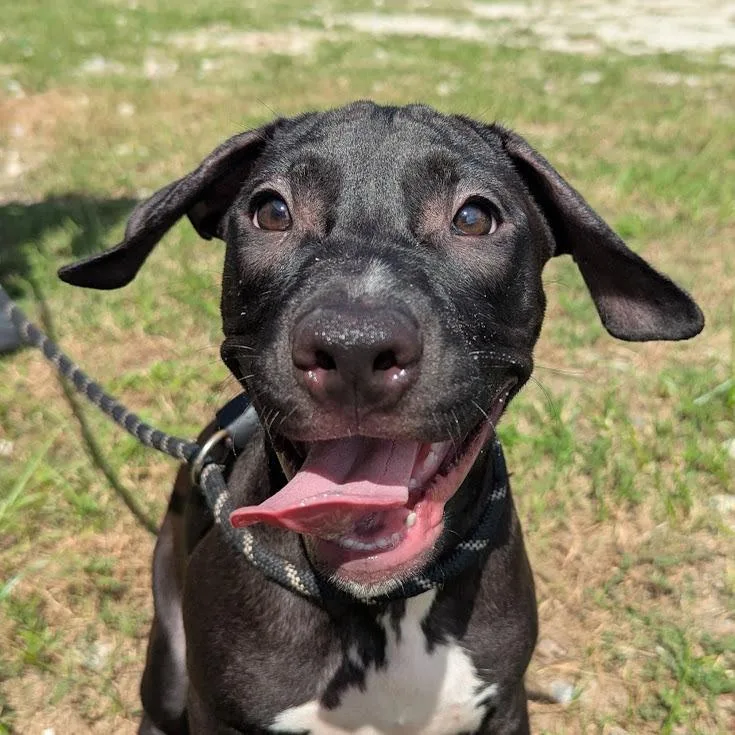 A baby medium-sized female Terrier dog named Edith for adoption in Springfield, GA
