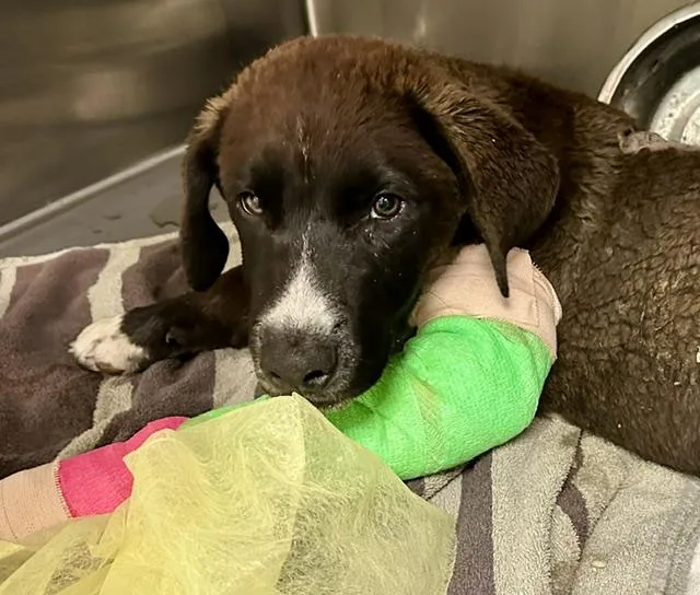 A baby small-sized male German Shepherd Dog dog named Arico for adoption in Tucson, AZ