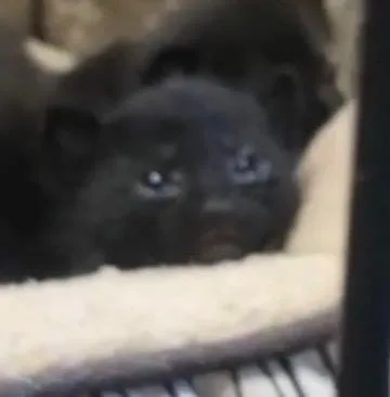 A baby small-sized male Domestic Short Hair cat named Marlon for adoption in Dixon, CA