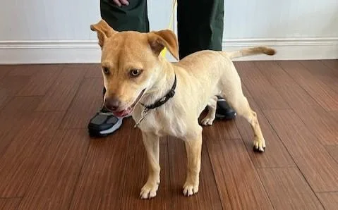 A young medium-sized female Labrador Retriever dog named Vera for adoption in Fort Lauderdale, FL