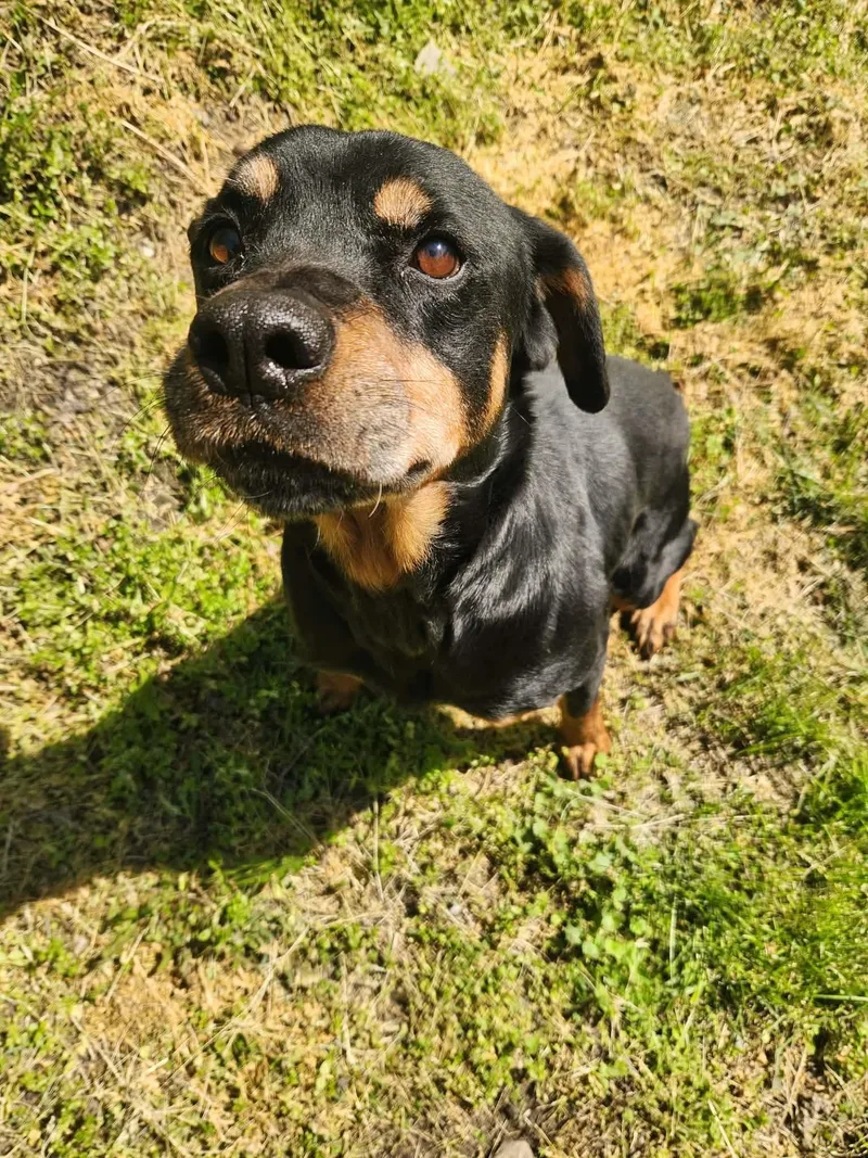 A senior medium-sized female Black Rottweiler dog named Tequila for adoption in North Huntingdon, PA