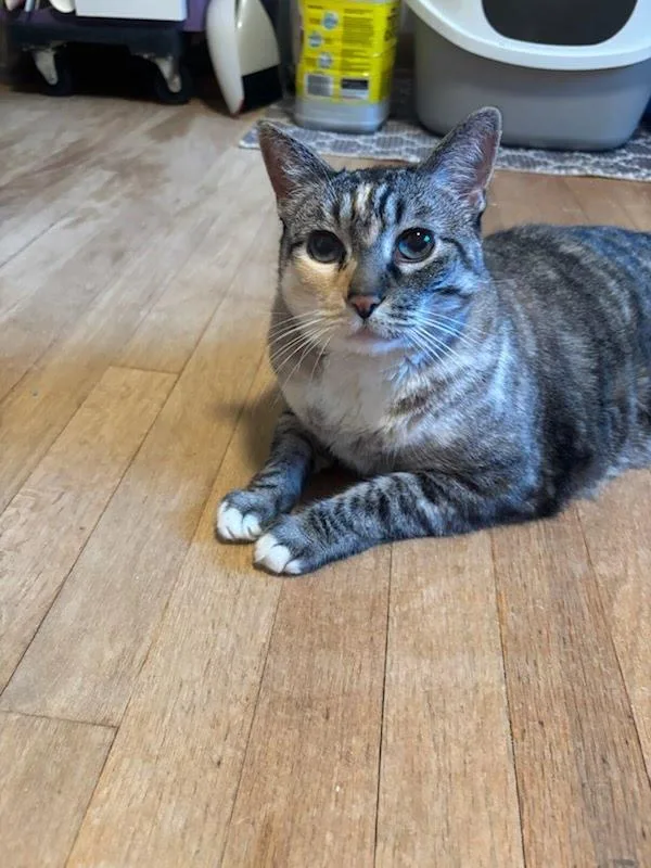 A senior medium-sized female Dilute Calico Domestic Short Hair cat named Maggie for adoption in Portland, OR