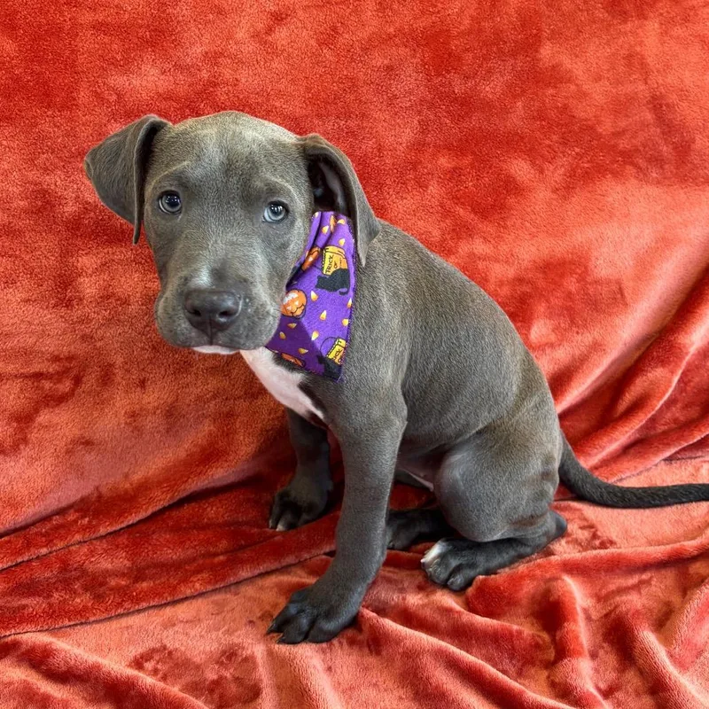 A baby medium-sized female Brown / Chocolate Boxer dog named Susan for adoption in Smithville, TN