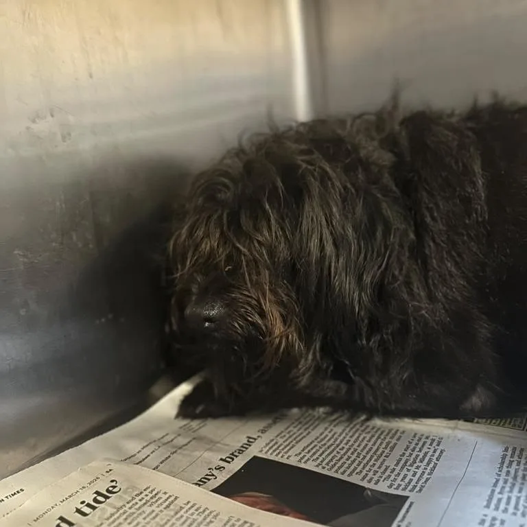 An adult medium-sized female Black Mixed Breed dog named Otto for adoption in Gadsden, AL