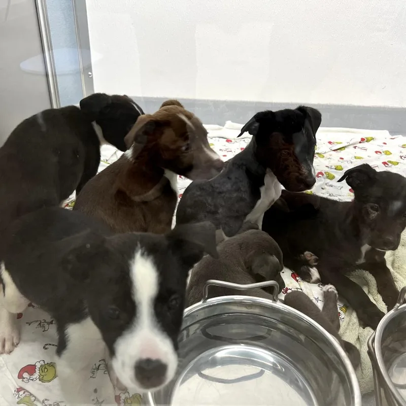 A baby small-sized female Black Mixed Breed dog named Hearts for adoption in Clearwater, FL