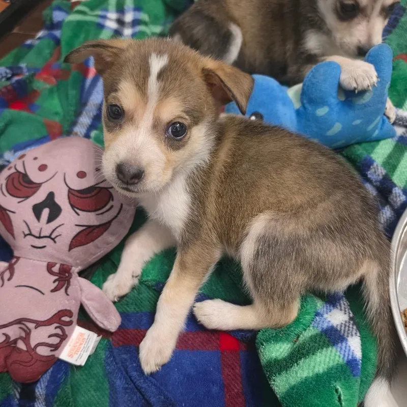 A baby medium-sized female White / Cream Husky dog named Elowen AL for adoption in Austin, TX
