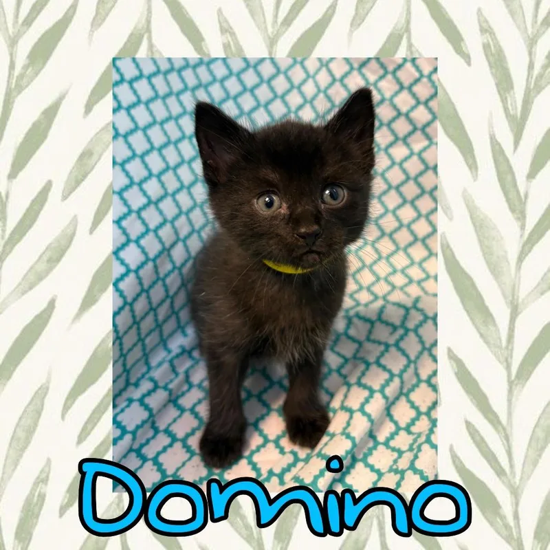 A baby small-sized male Black Domestic Medium Hair cat named Domino for adoption in Royse City, TX