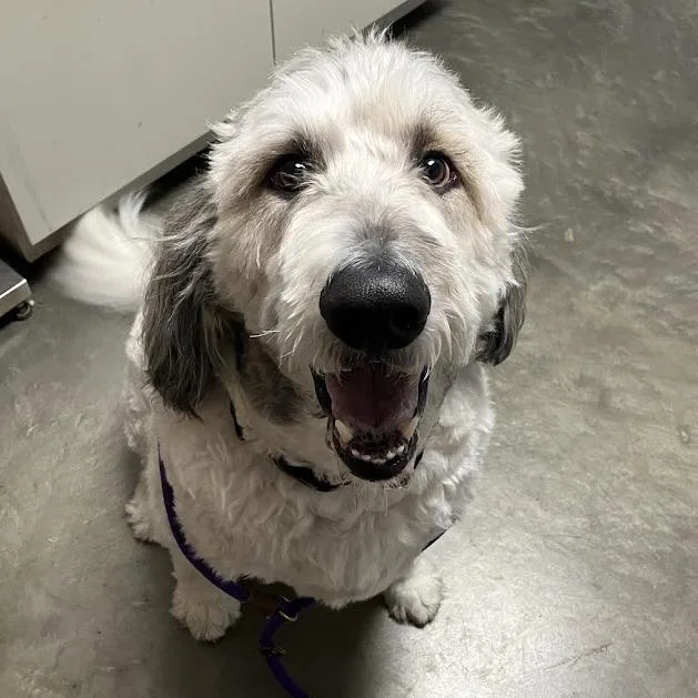 An adult extra large-sized male White / Cream Great Pyrenees dog named Walter for adoption in DeKalb, IL