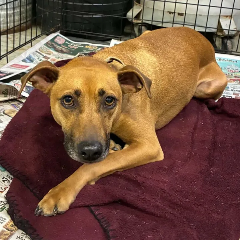 An adult medium-sized male Yellow / Tan / Blond / Fawn Mixed Breed dog named Stegosaurus Stray Hold for adoption in Huntington, WV