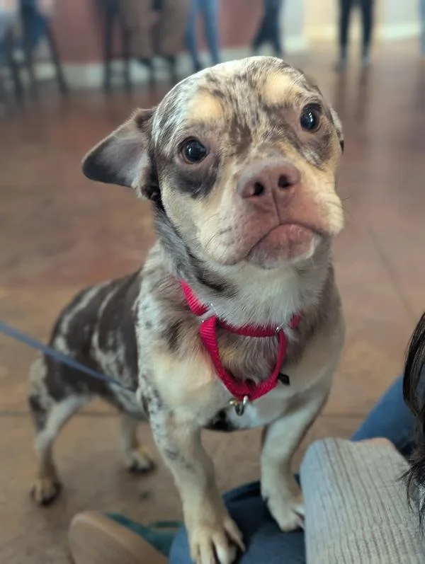 A young small-sized male Terrier dog named Robin for adoption in Santa Rosa, CA