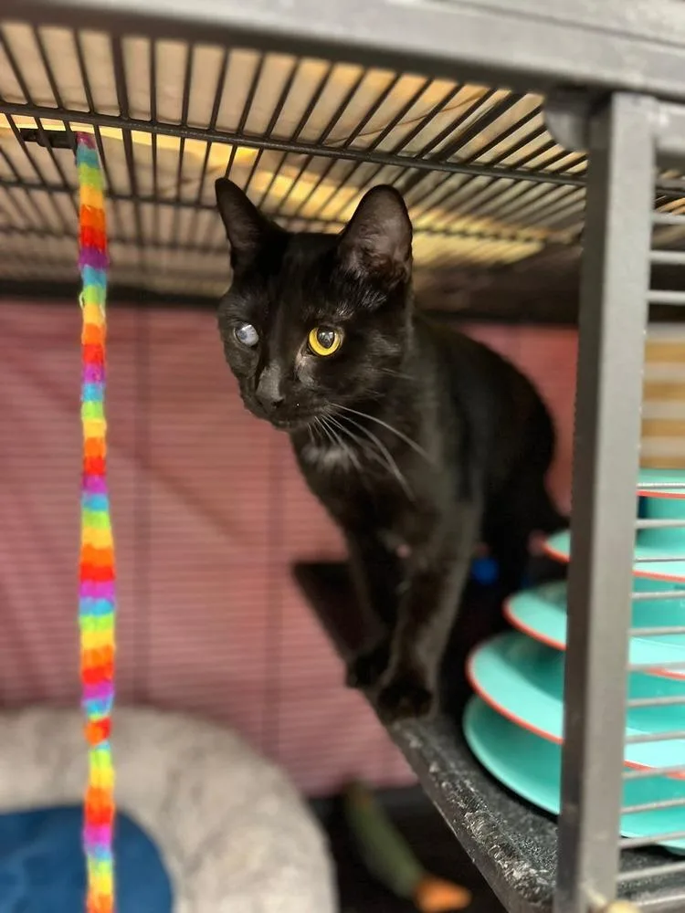 A baby small-sized female Black & White / Tuxedo Domestic Short Hair cat named Ember for adoption in Papillion, NE