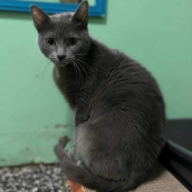 A young small-sized female Gray / Blue / Silver Domestic Short Hair cat named Tallahassee for adoption in McKenzie, TN