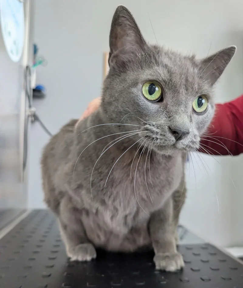 C Litter Sterling thumbnail 2