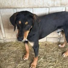 An adult medium-sized male Black and Tan Coonhound dog named Remington for adoption in Frederick, MD