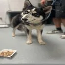An adult medium-sized male Black Husky dog named Streak for adoption in West Palm Beach, FL