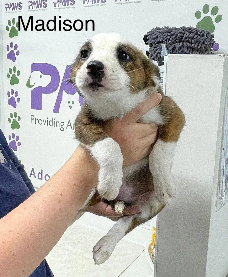 A baby medium-sized female Terrier dog named Madison for adoption in Saint George, UT