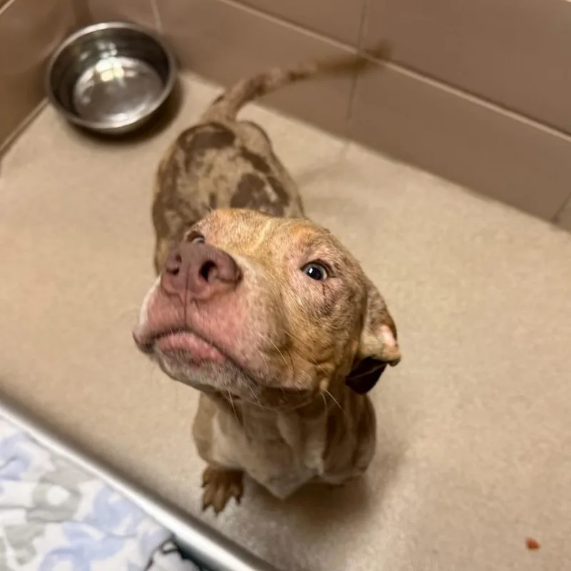 A young medium-sized male Yellow / Tan / Blond / Fawn Mixed Breed dog named Petrie for adoption in Waukesha, WI