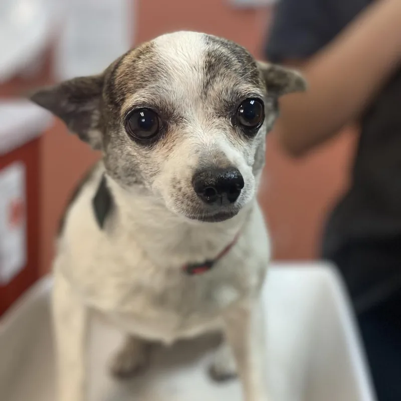 A senior small-sized female White / Cream Chihuahua dog named Sassy for adoption in Flagstaff, AZ