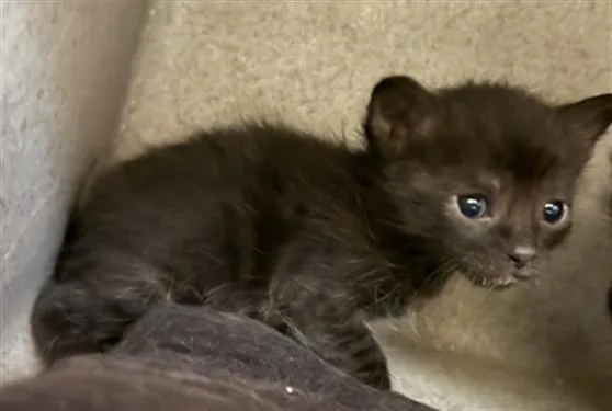 A baby small-sized female Domestic Short Hair cat named April for adoption in Lancaster, CA
